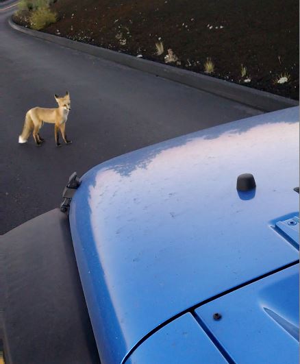 fox